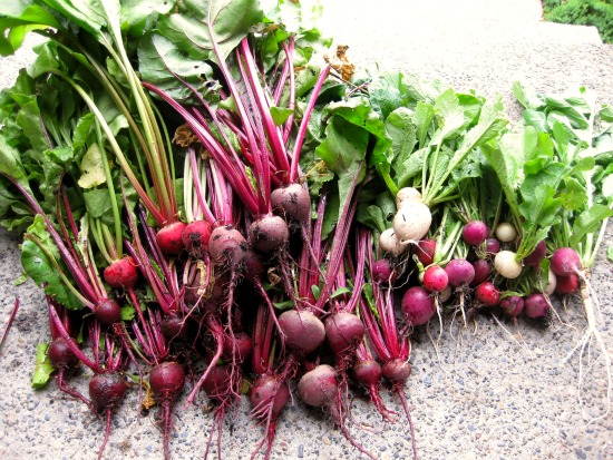 Canning Pickled Beets