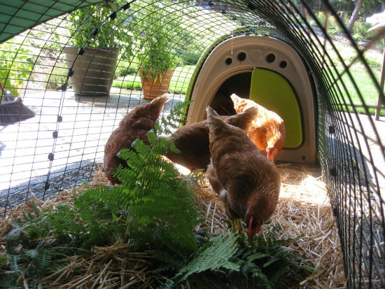 What to do With Chickens When It’s 100 Degrees Out