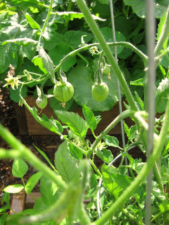 First Tomato of the Season