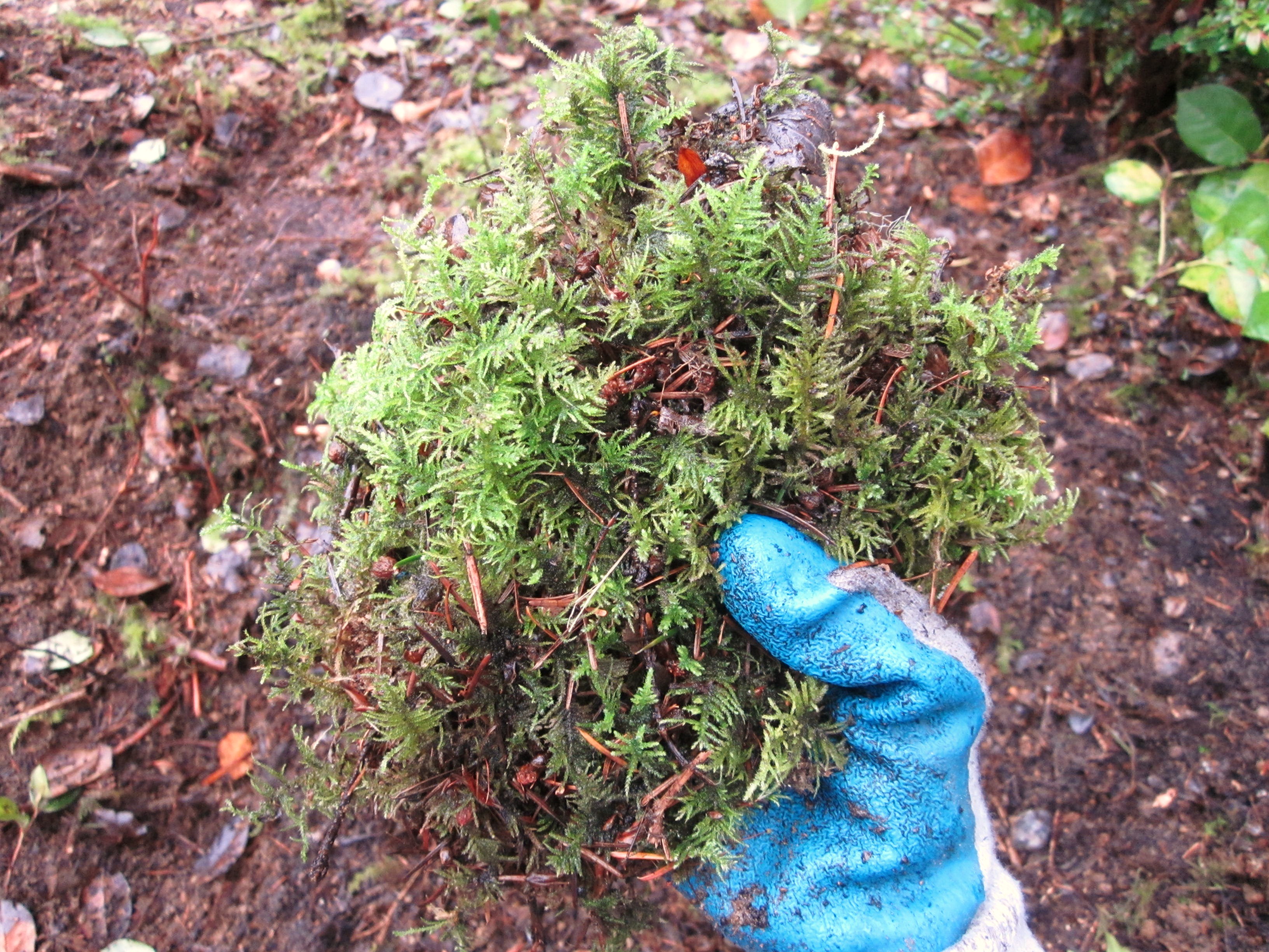 How to Plant a Flower Basket Using Moss