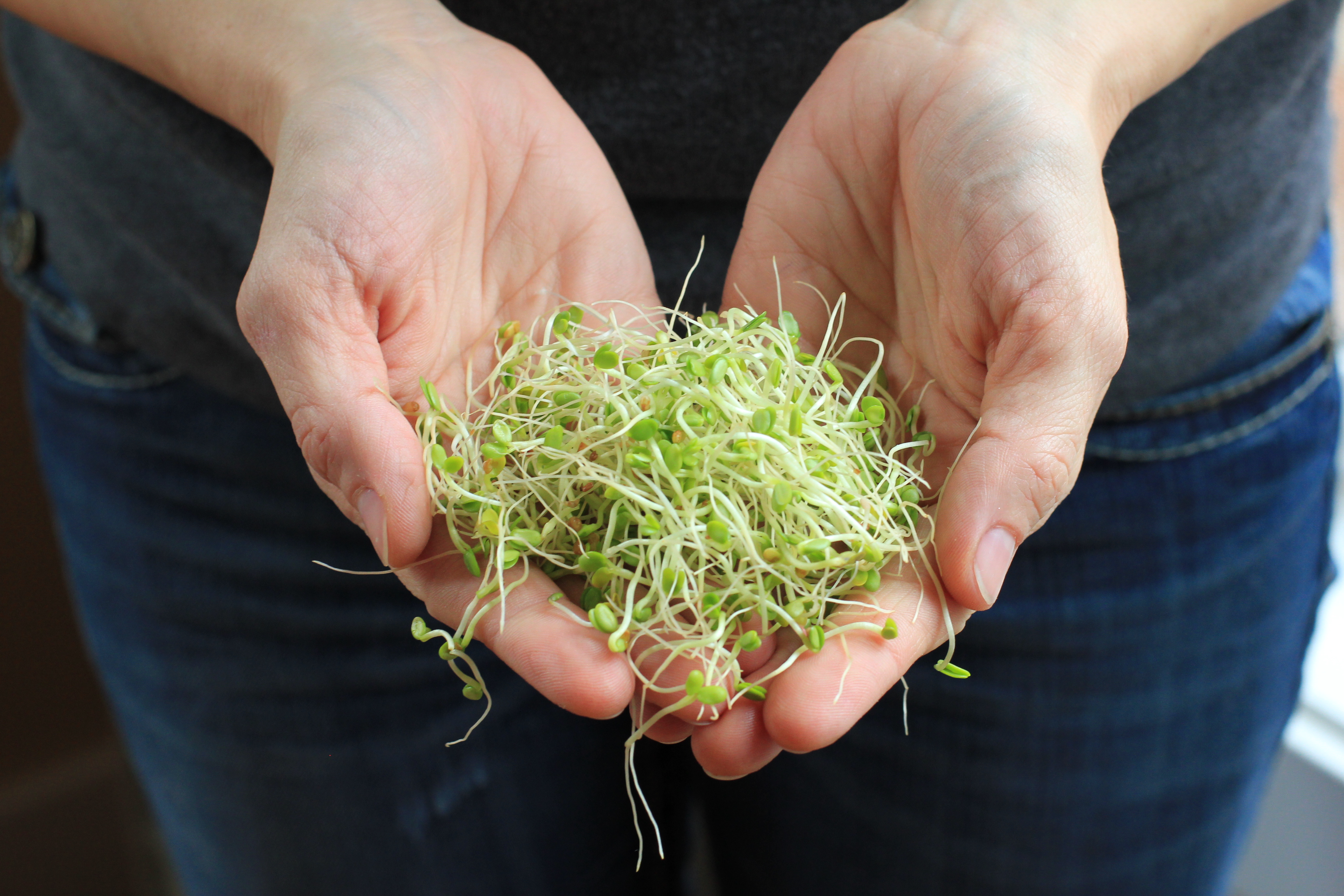 How to Grow Sprouts