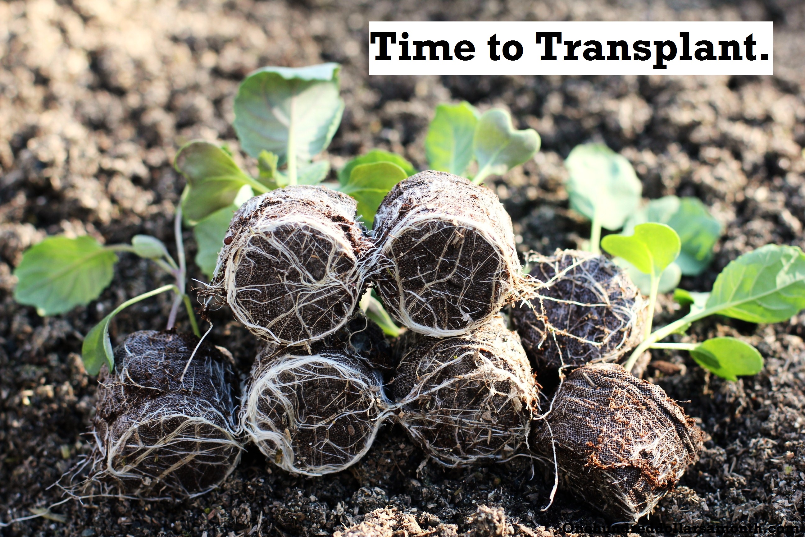 How to Grow Your Own Food: Transplanting Seedlings to the Garden