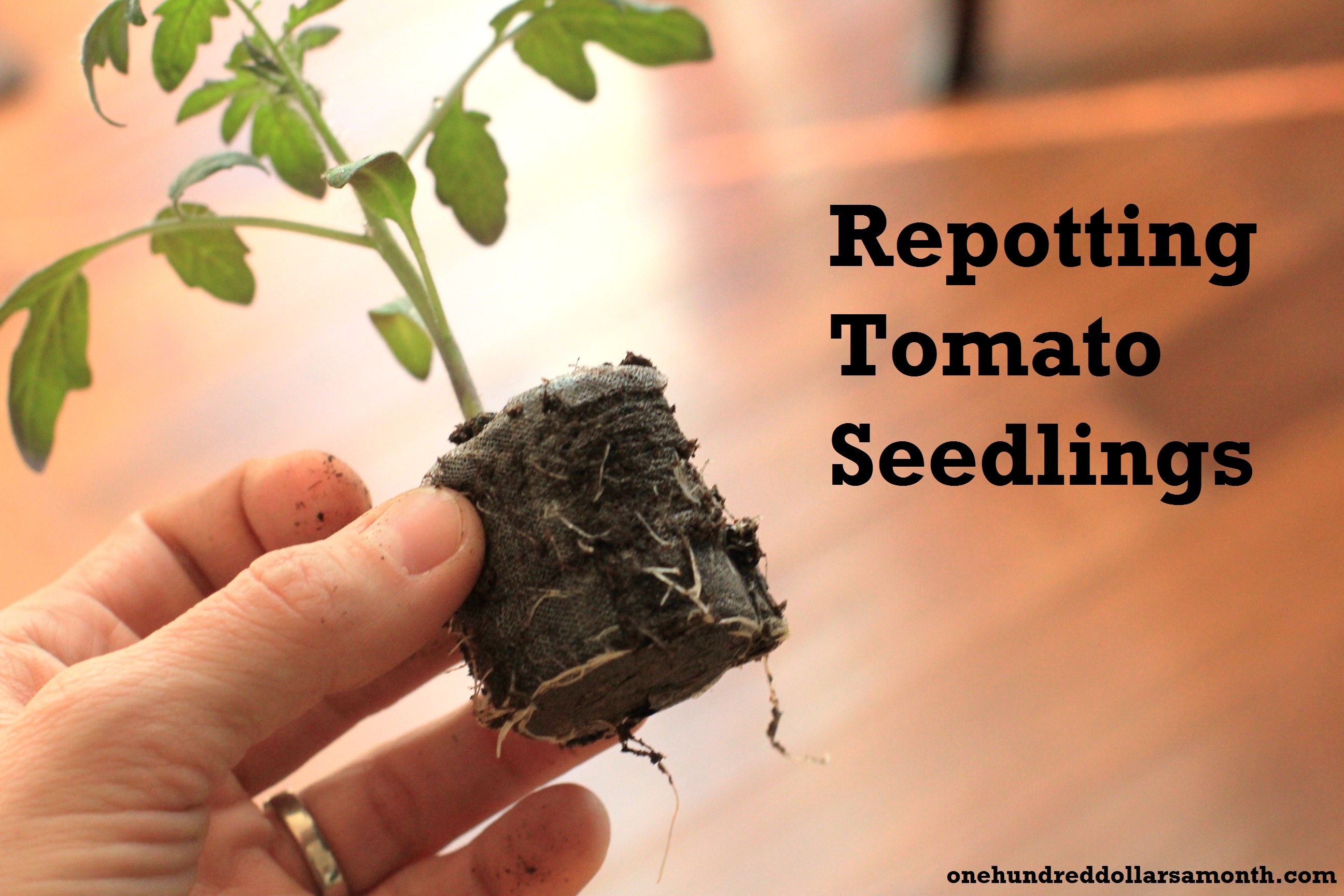 How to Grow Your Own Food: Repotting Tomato Seedlings