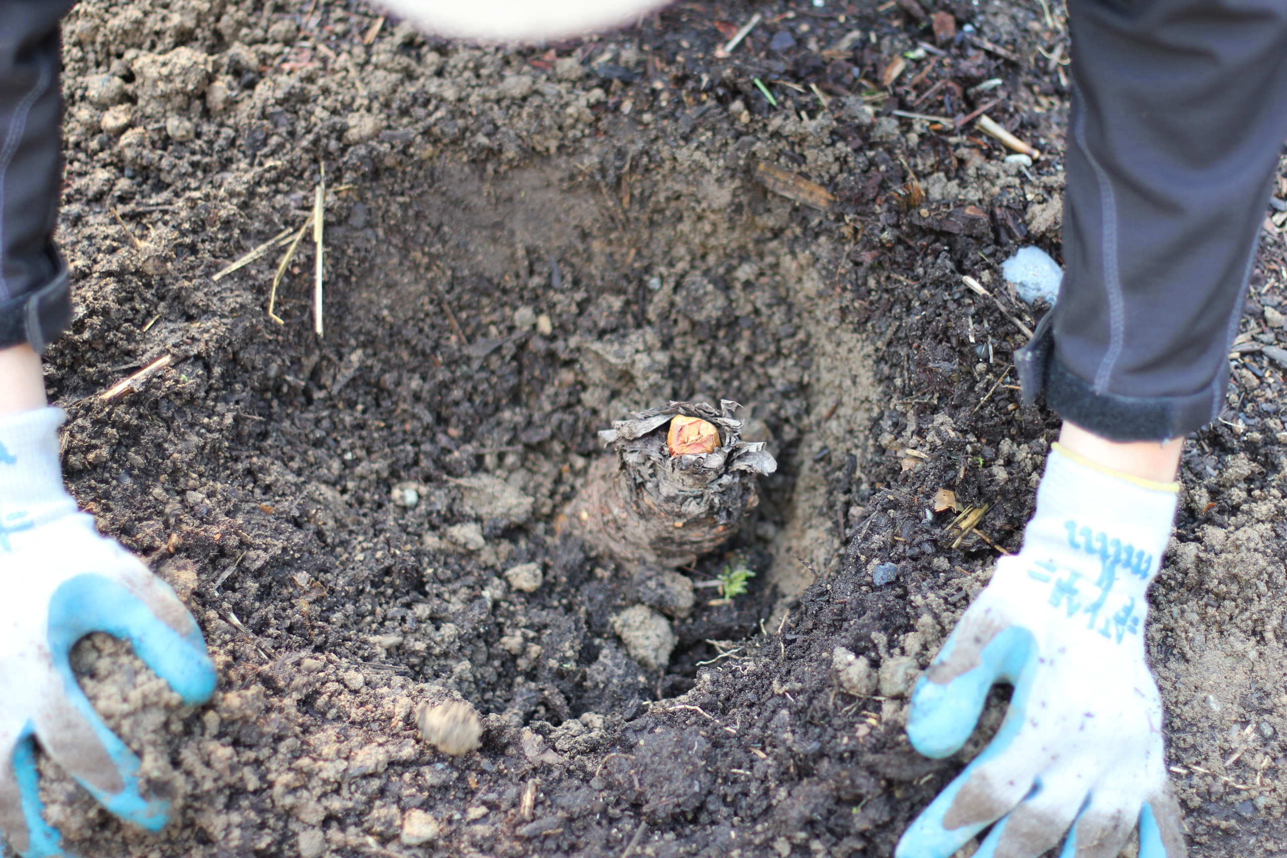 How to Grow Your Own Food: How to Plant Rhubarb