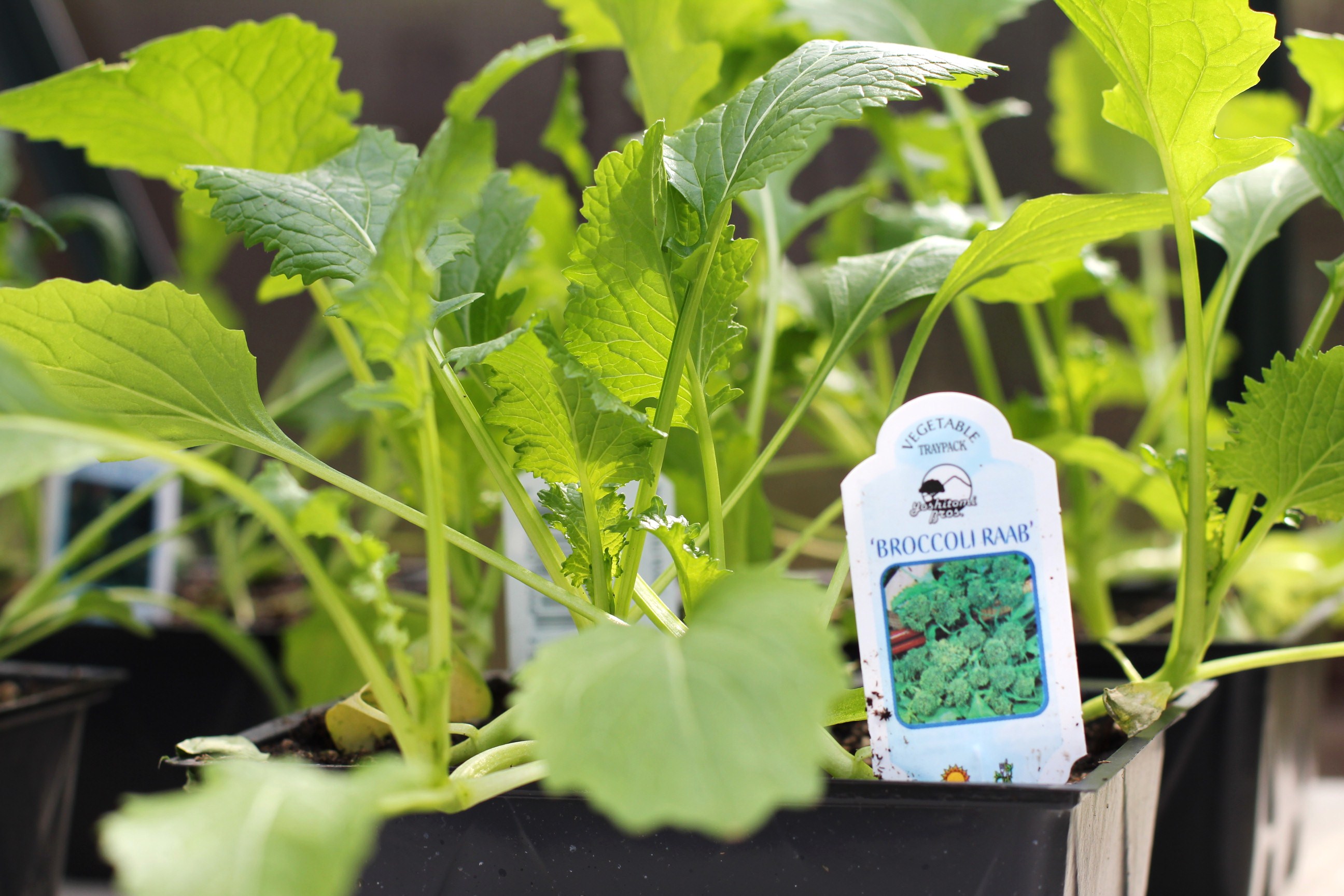 How to Grow Food In a Greenhouse: Planting Vegetable Starts