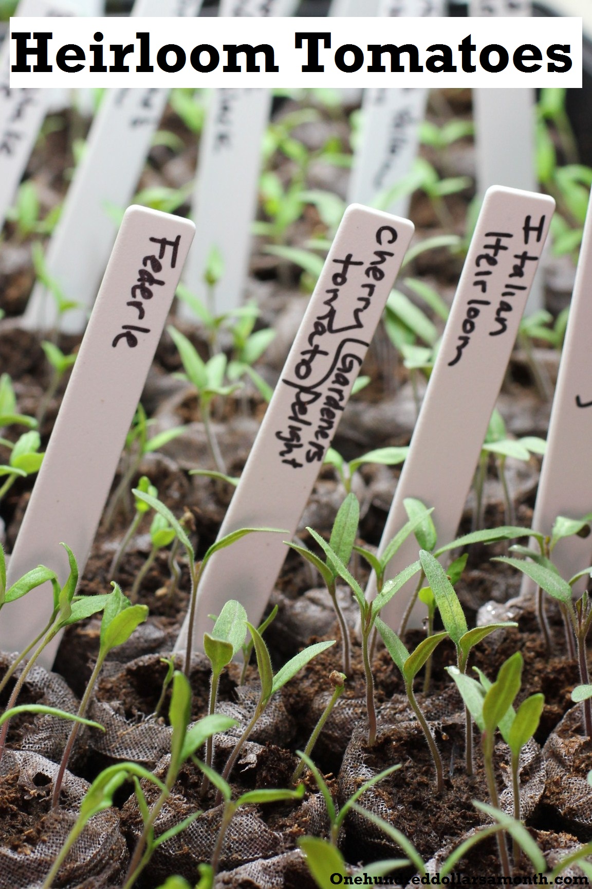 How to Grow Your Own Food: Using Grow Lights to Start Seedlings