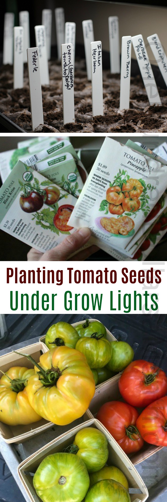 Planting Tomato Seeds With Grow Lights