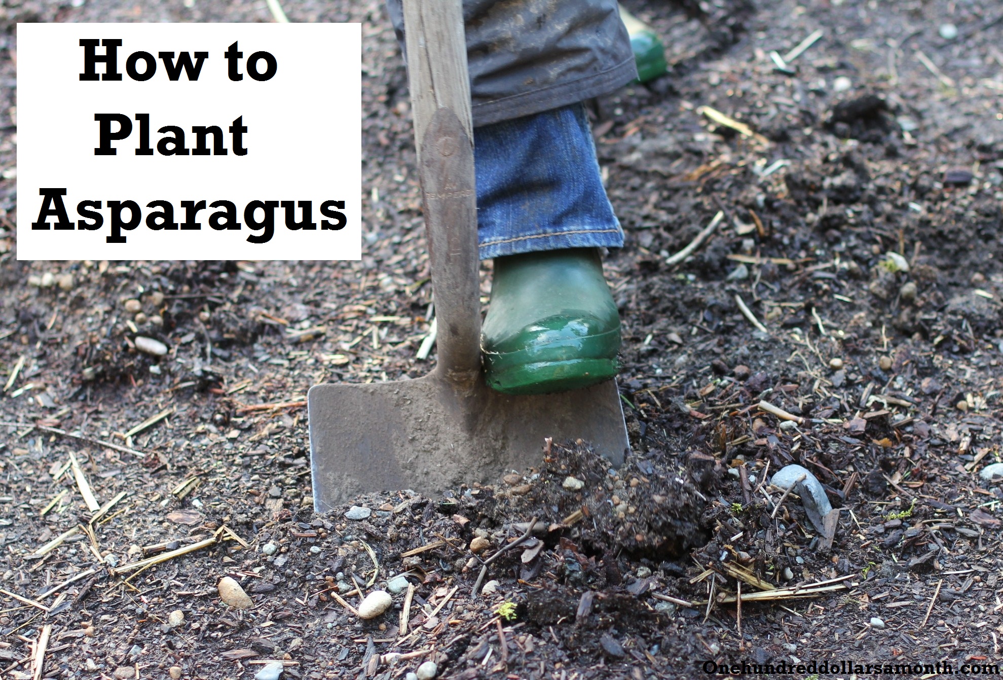 How to Plant Asparagus