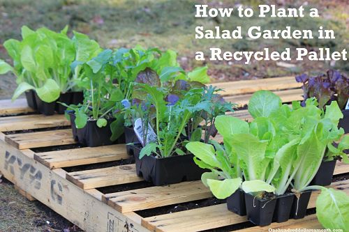 How to Plant a Garden Using Recycled Wood Pallets