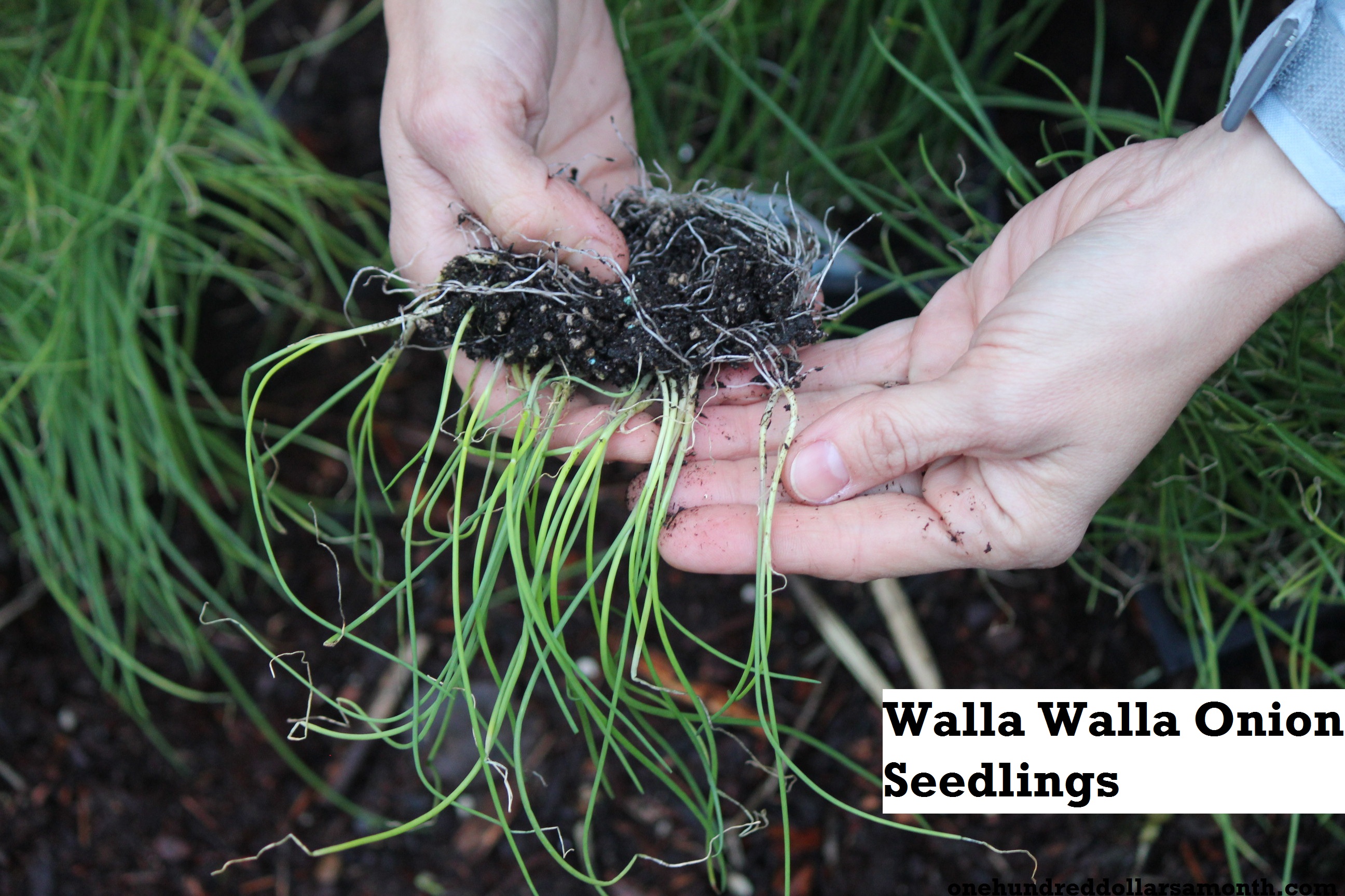 How to Grow Your Own Food: Mavis Plants Onions In The Garden, Again