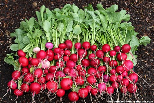 How To Grow Your Own Food: Goodbye Radishes… Hello Heirloom Tomatoes!