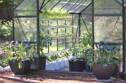 How to Grow Food In a Greenhouse: Grey Mold