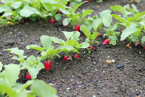 Mavis’ Rainy Day Garden Tour