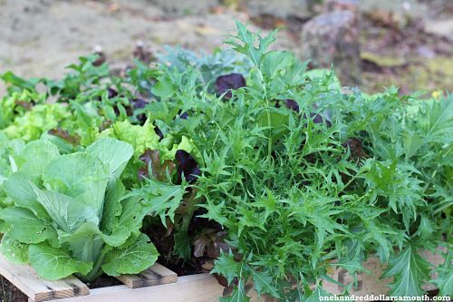 Recycled Wood Pallet Garden: First Harvest