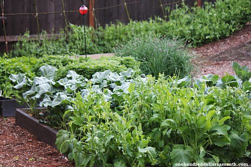 Mavis’ Spring Vegetable Garden Tour