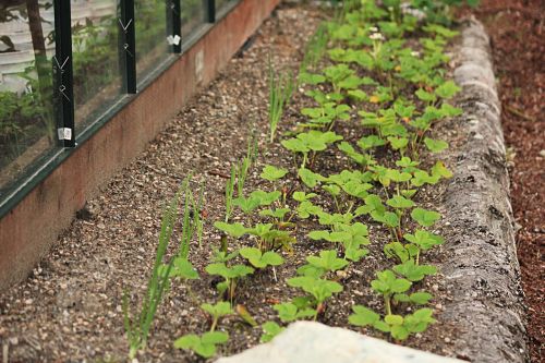 How to Grow Food In a Greenhouse: Update