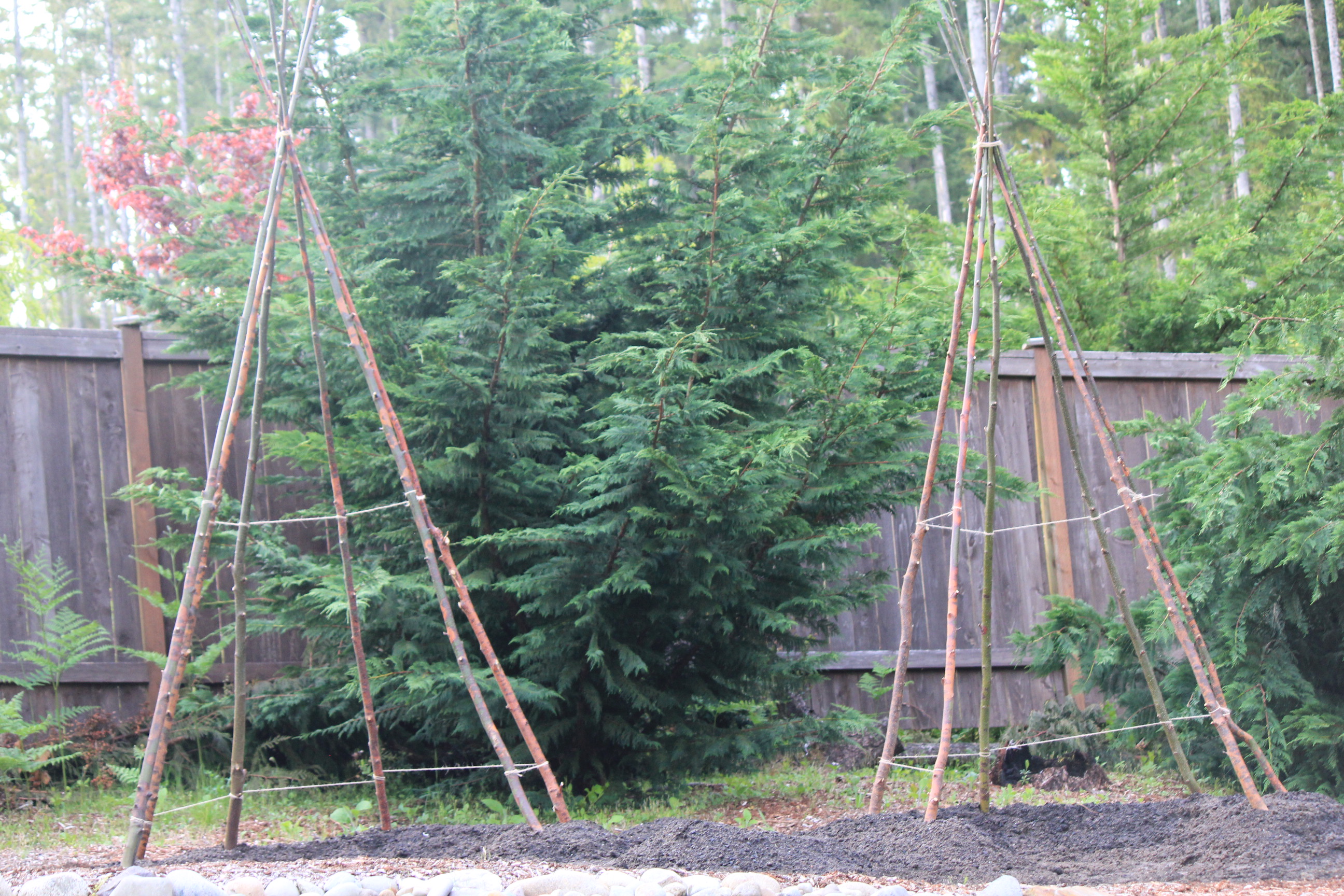 Garden Projects For Kids: How to Build a Bean Teepee