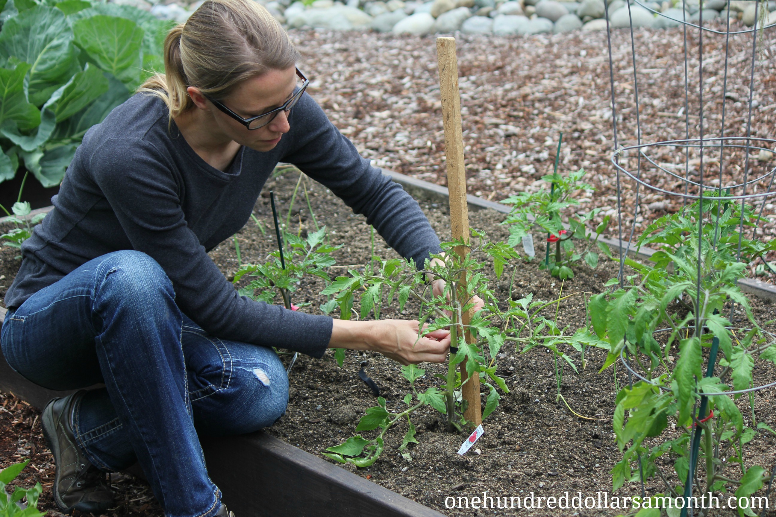 Garden Tips and Tricks – Staking Tomato Plants