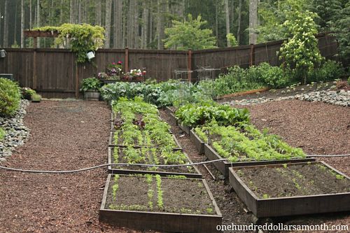 How to Grow Your Own Food – Raised Garden Beds