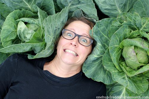 Mavis Garden Blog – How to Grow Big Fat Heads of Cabbage Without Chemicals