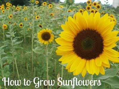 How to Grow Sunflowers {Start to Finish}