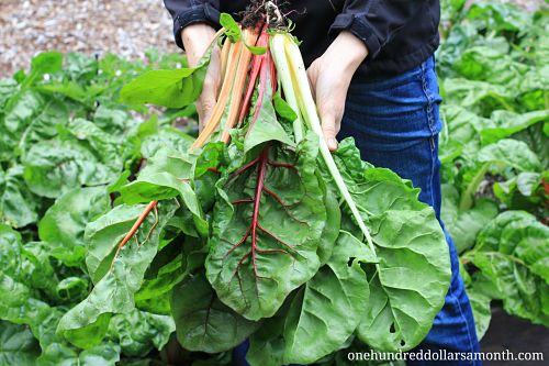 Sharing the Bounty From Your Garden – Rainbow Swiss Chard