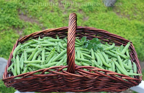 Mavis Garden Blog – Green Arrow Shelling Peas