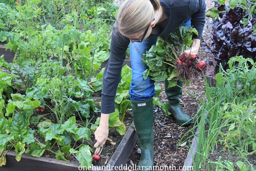 How to Grow Your Own Food – Weigh In Wednesday