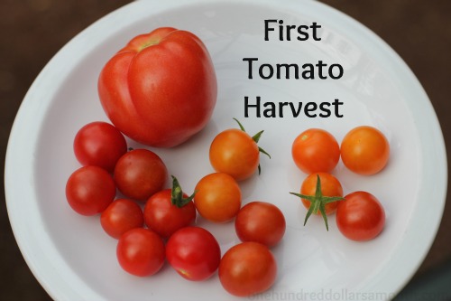 Mavis Garden Blog – First Tomato Harvest of the Season