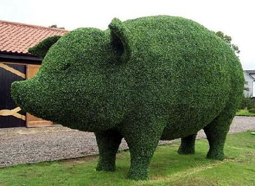 Amazing Topiary Design – Now That’s Some Pig