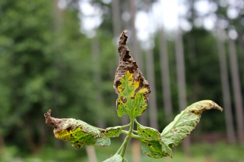 Mavis Garden Blog – What’s Wrong with My Tomato Plant?