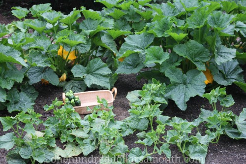 Mavis Garden Blog – Help! There are Ants on My Zucchini Blossoms