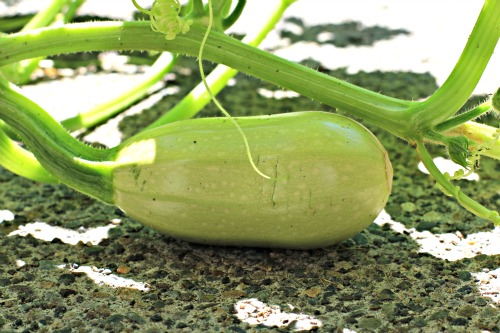 Mavis Garden Blog – Spaghetti Squash Gone Wild