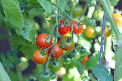 How to Grow Your Own Food – Weigh In Wednesday