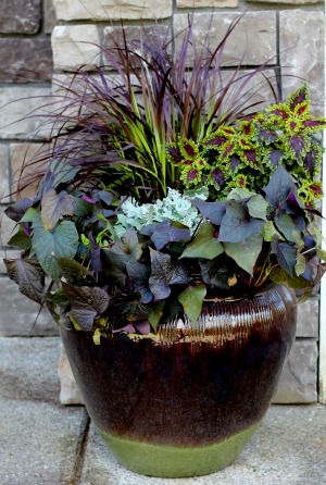 Mavis Garden Blog – Ideas for Summer Container Gardening