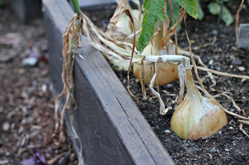 Mavis Garden Blog – How to Harvest and Store Onions