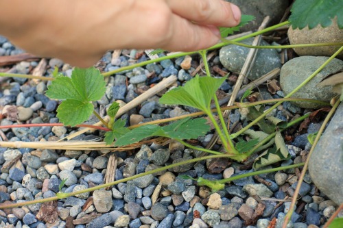 Mavis Garden Blog – Planting Strawberry Runners