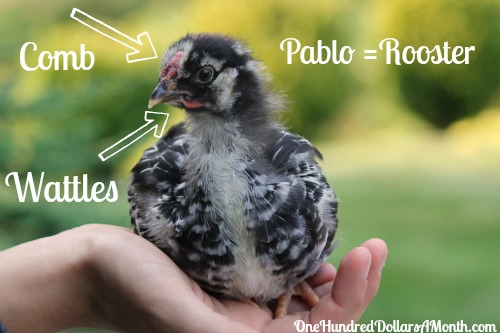 Raising Backyard Chickens – How Do You Tell If a Baby Chick is Male or Female?