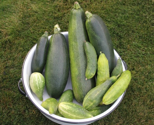 Mavis Garden Blog – Zucchini Season is Officially Over