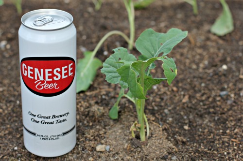 Mavis Garden Blog – How to Trap Slugs with Beer