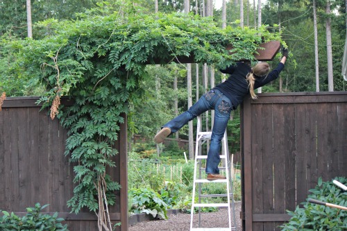 Mavis Garden Blog – Trimming Wisteria