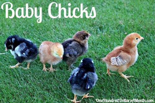 Raising Backyard Chickens – Baby Chicks