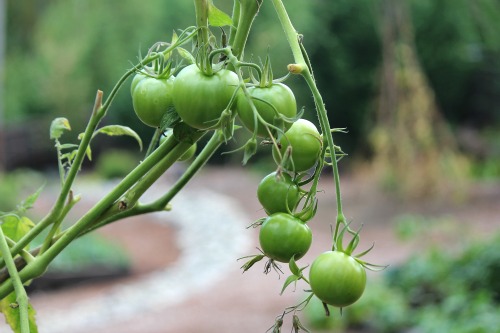 Mavis Garden Blog – Growing Vegetables in a Greenhouse