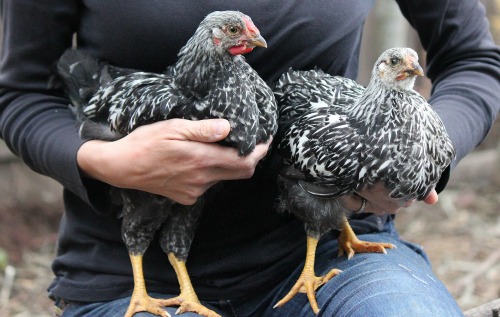 What Do Baby Chickens Look Like at When They Are 6 Weeks Old?