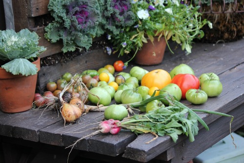 How to Grow Your Own Food – Weigh In Wednesday