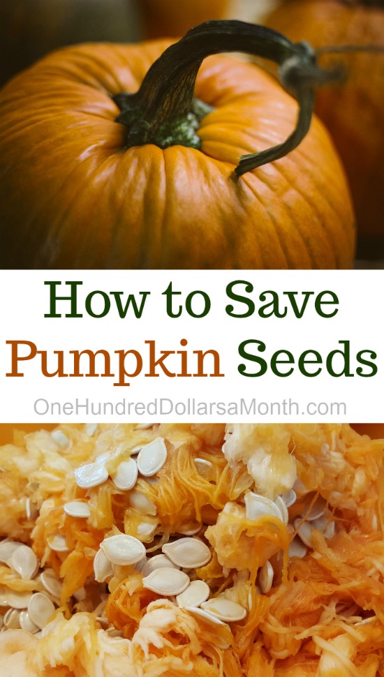 How to Save Pumpkin Seeds