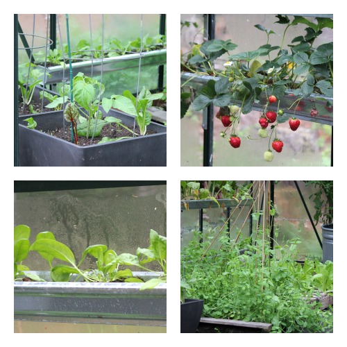 Mavis Garden Blog – Growing Vegetables in a Greenhouse