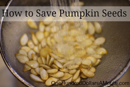 How to Save Pumpkin Seeds