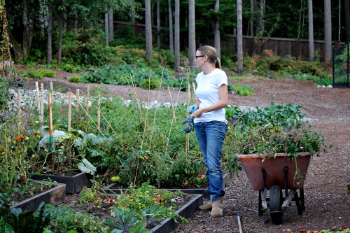 Ripen Tomatoes on The Vine – Hang Tomatoes Upside Down