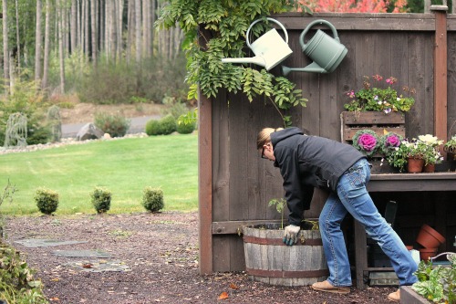 Moving the Perennial Herb Garden – Part 2